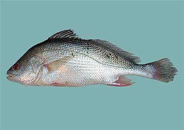 Record photograph for Macrospinosa cuja